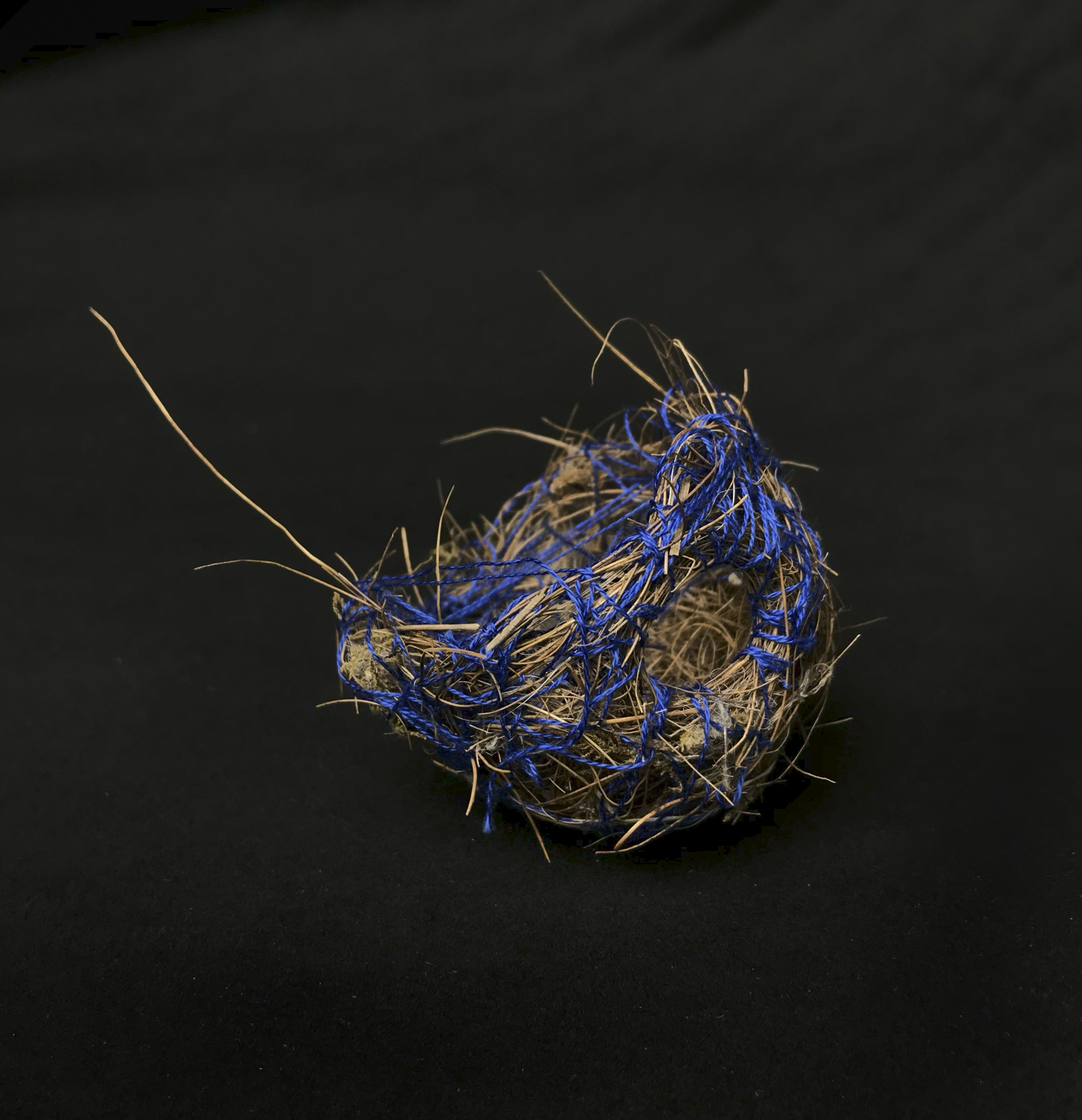 Angela Rowe 'If birds can see Blue"